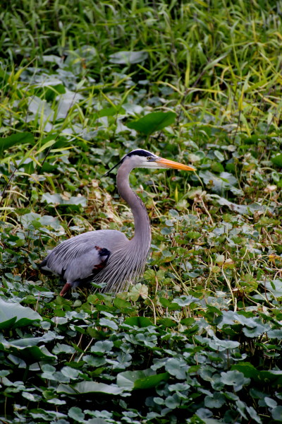 Florida's bird