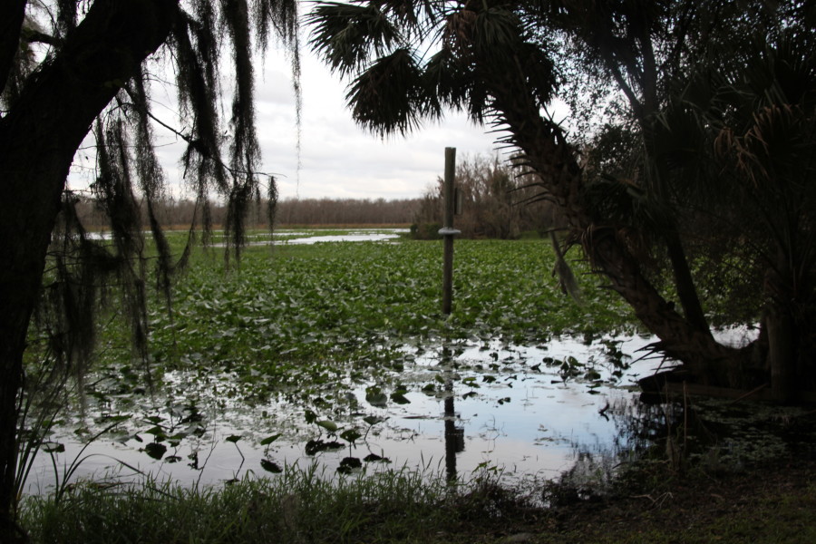 Spanish Moss