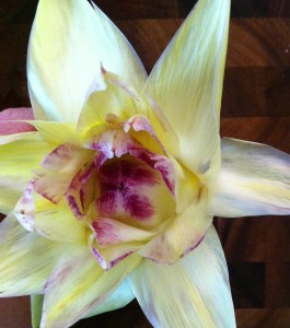 artichoke blossom