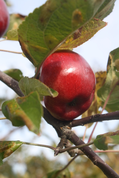 apple picking