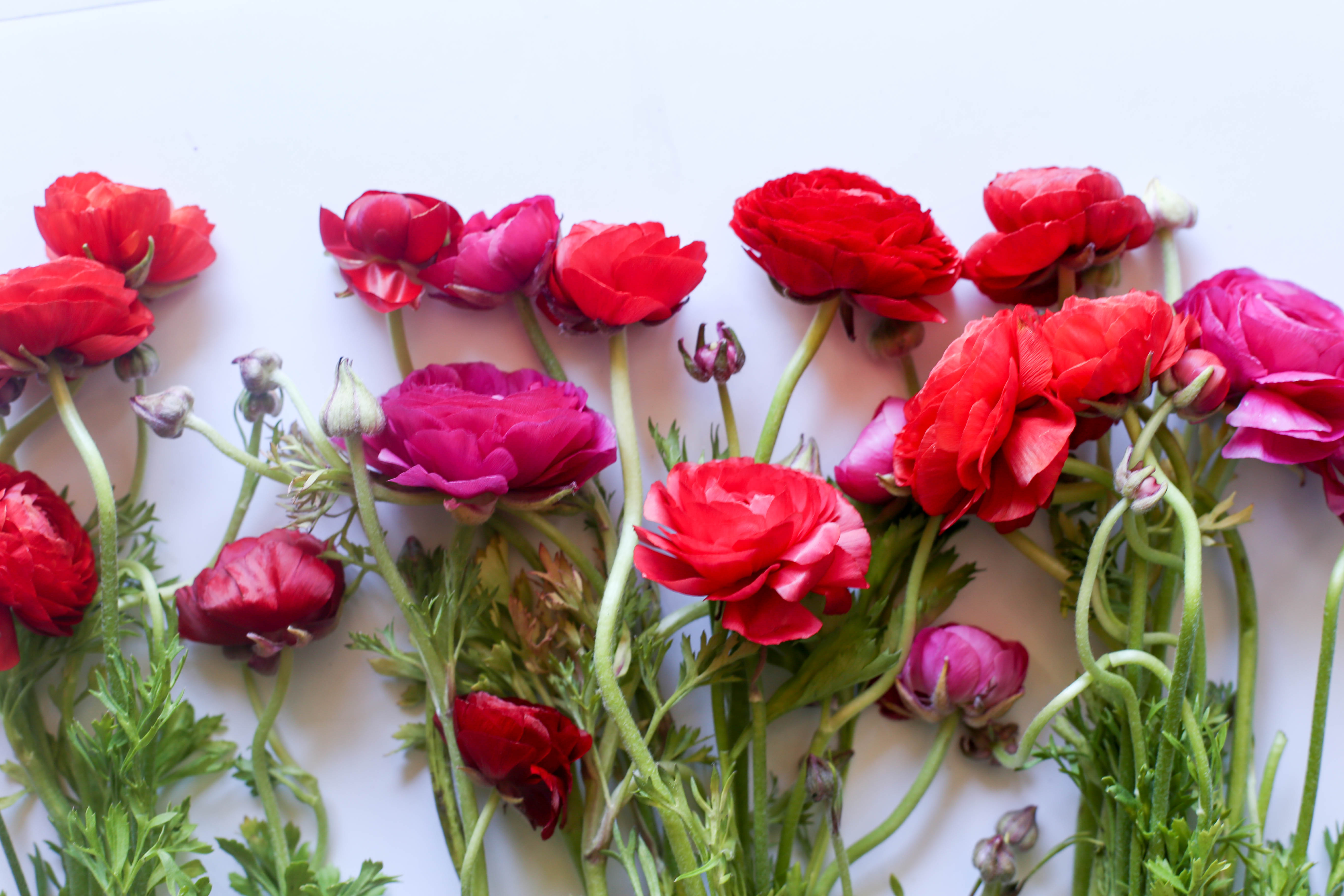 What Ranunculus Taught Me About Raising Children